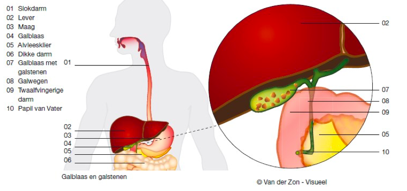 Deze illustratie is met toestemming overgenomen van de Maag Lever Darm Stichting.