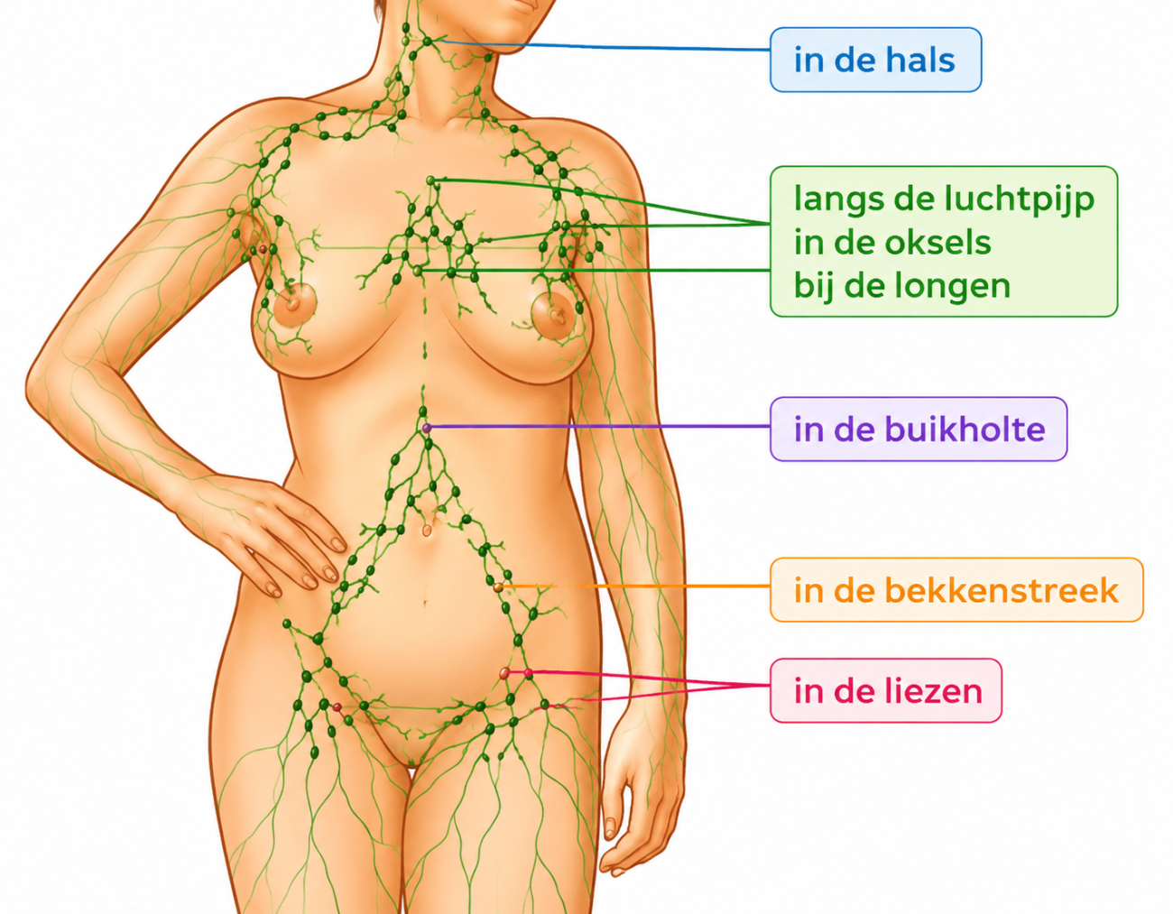 Lymfeklieren vrouw