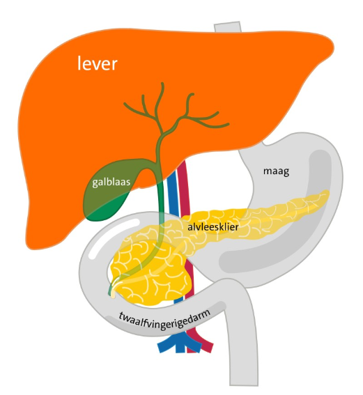 Systematische weergave lever