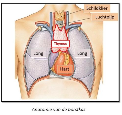 Anatomie van de borstkas