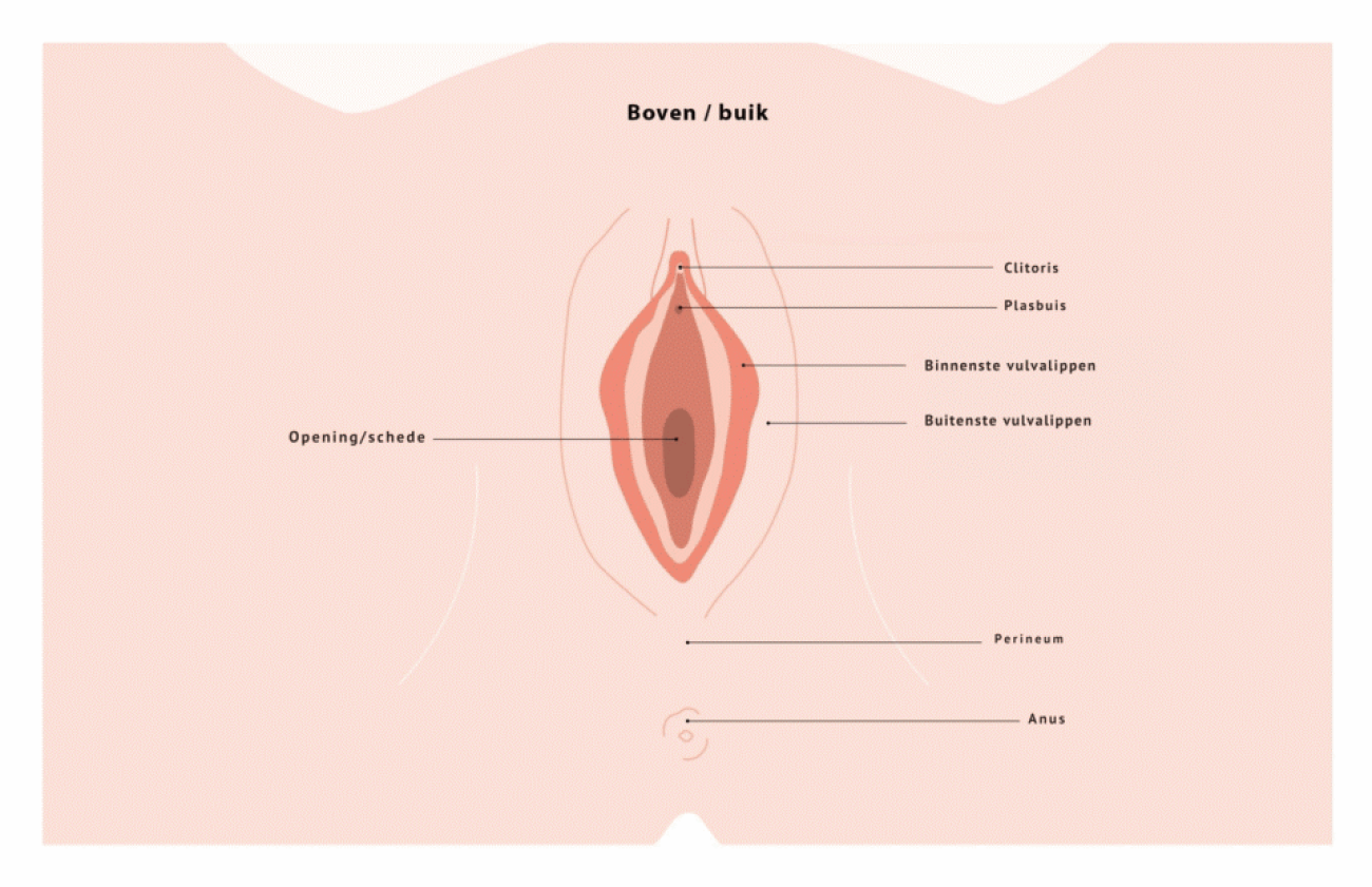 Anatomie van de vulva